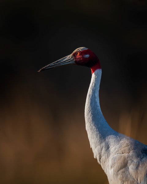 Sarus Crane | Wildlife Photography Print