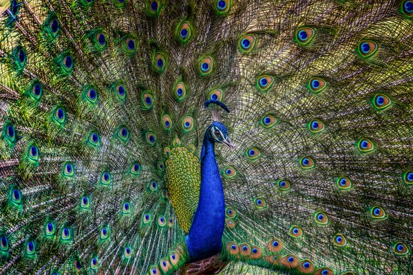 Peacock With Full Display | Bird Wall Art