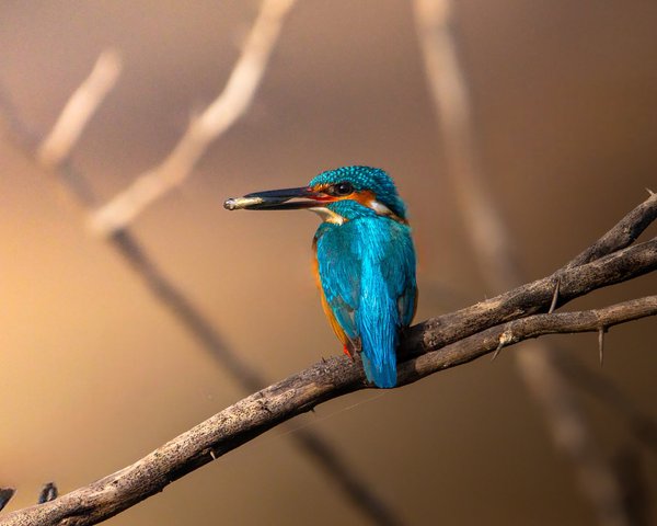 Sapphire Perch | Wildlife Photo Print