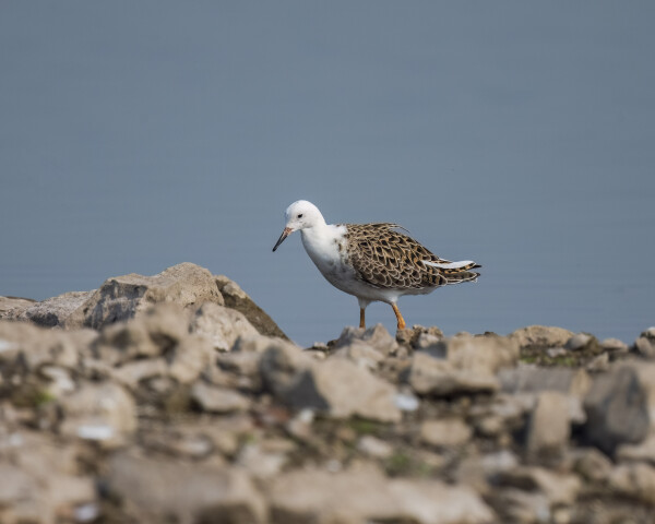 Marsh Sandpiper