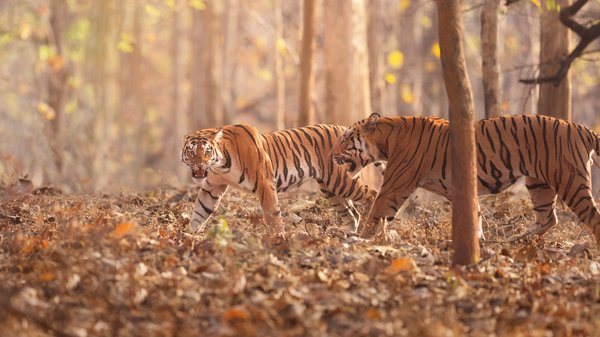 Tiger Pair in the Forest