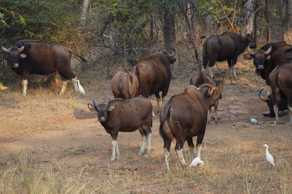 Strength In Unity | Wildlife Photography Print