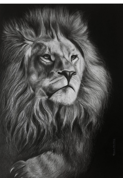 Lion – The King of Savannah | Charcoal Painting