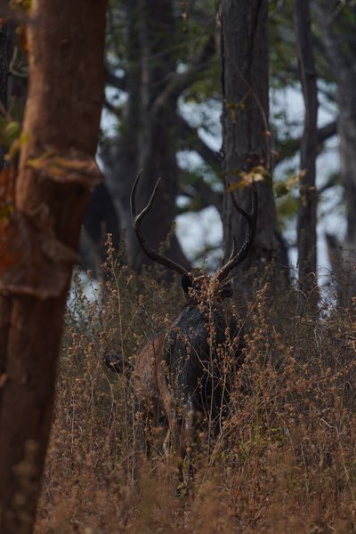 The Silent Monarch Of Tadoba | Wildlife Home Decor