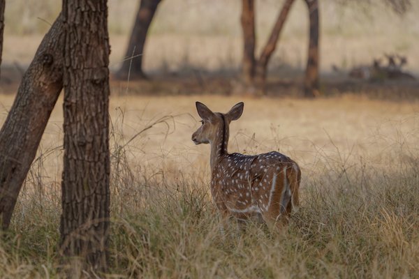 A Gentle Soul Of Tadoba | Wildlife Photography Print