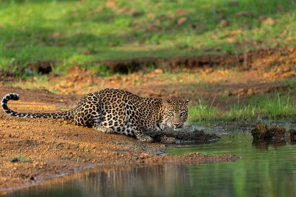 Before The Ripples | Wildlife Wall Art Print