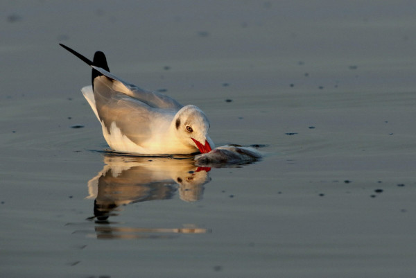 Brown Headed Gull With A Catch