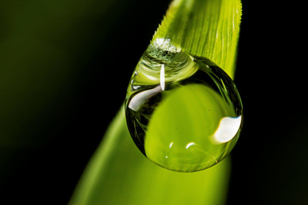 Dew Drop 2