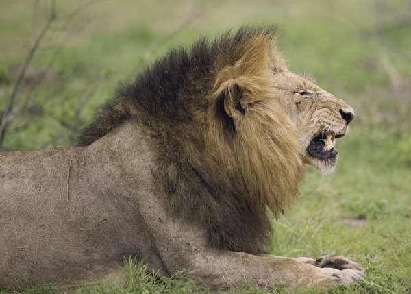 Menacing Lion
