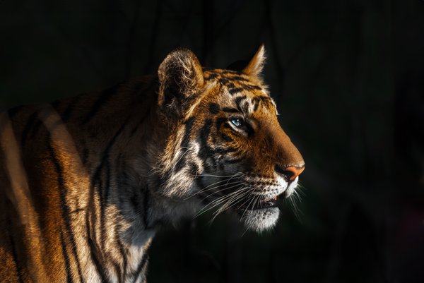 The Blue-eyed Monarch | Wildlife Wall Decor