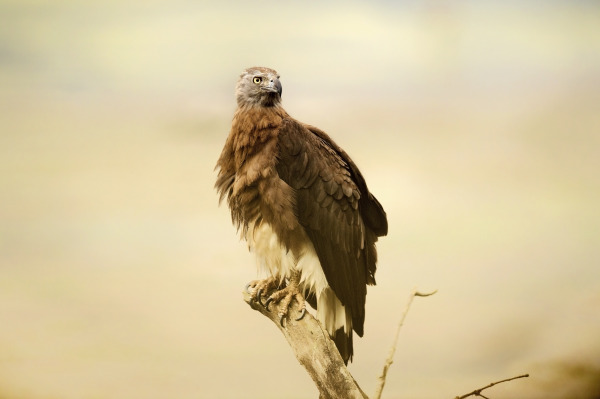 Whispers Of Feathers In The Forest