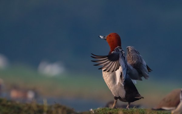 Crimson Ascend | Original Bird Photography