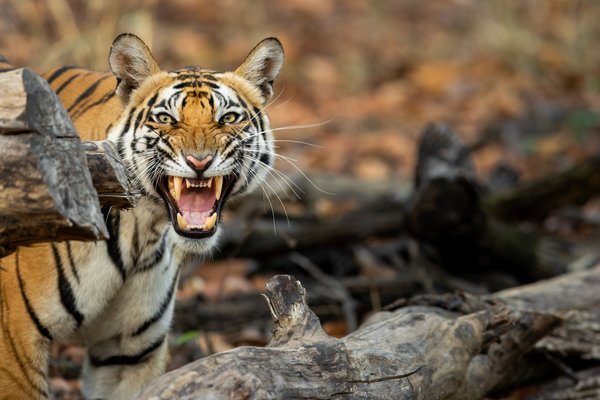 Snarling Tiger Wildlife Wall Art