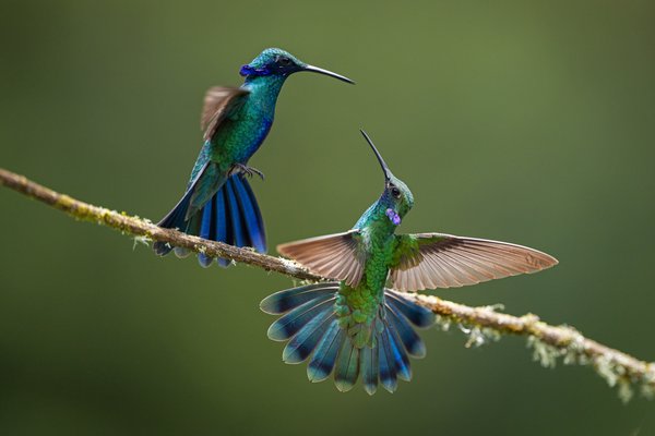 Dance Of The Violetears