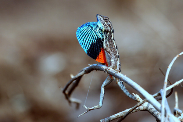 Fan Throat-ed Lizard - Mating Call