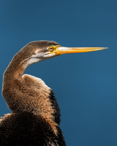 Emerald Reverie | Bird Photography Print