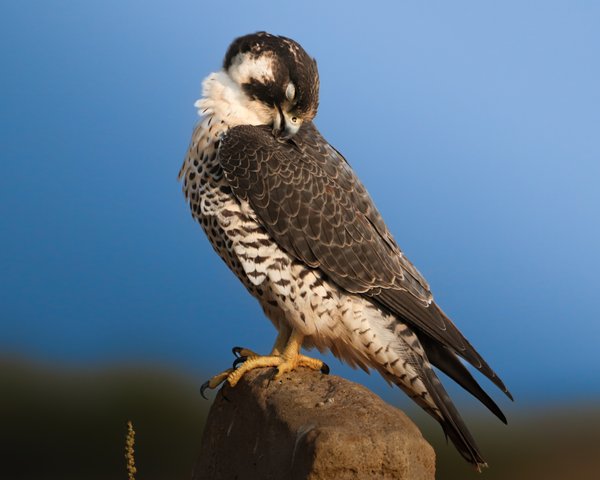 A Moment Of Stillness | Wildlife Photography