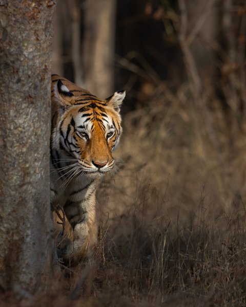 Tiger Peering Around A Tree | Wildlife Wall Art Print