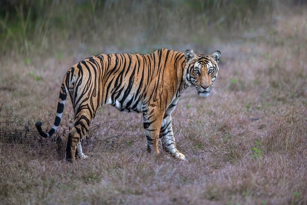 Treasure Of The Wild | Wildlife Photography Print