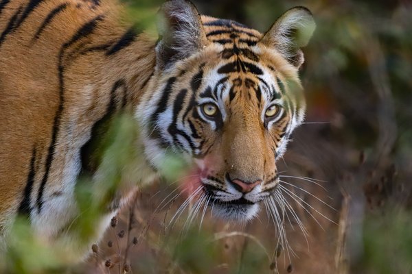 Eyes Of The Wild | Wildlife Photography
