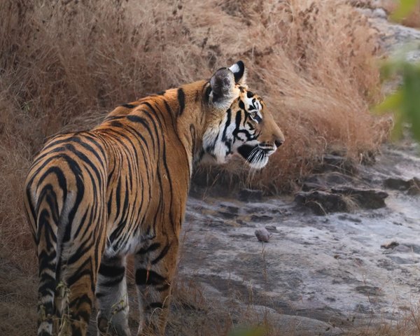 Striped Sovereign | Wildlife Home Decor