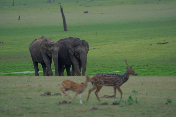 The Kings Walk | Wildlife Photography Print