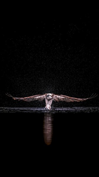 Into The Kill Zone | Bird Home Decor