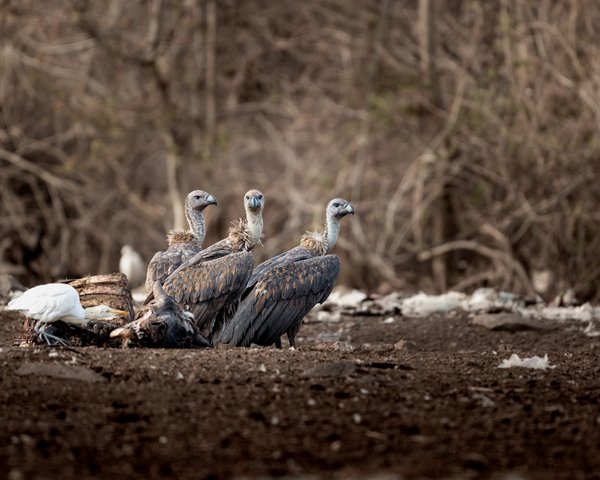 Vultures Gather On Ground | Wildlife Photography Print