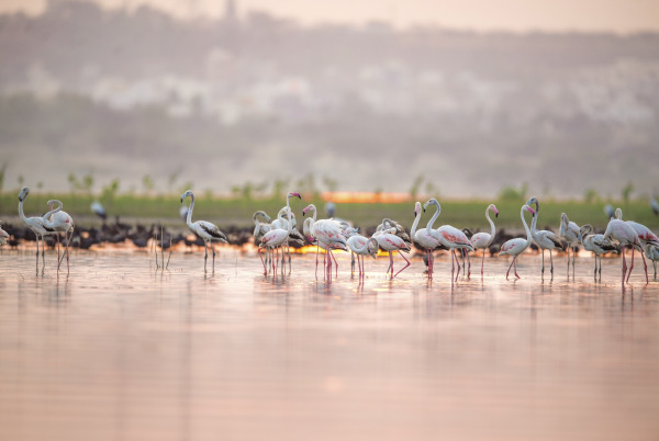 Flamingos, Birdwatching 2