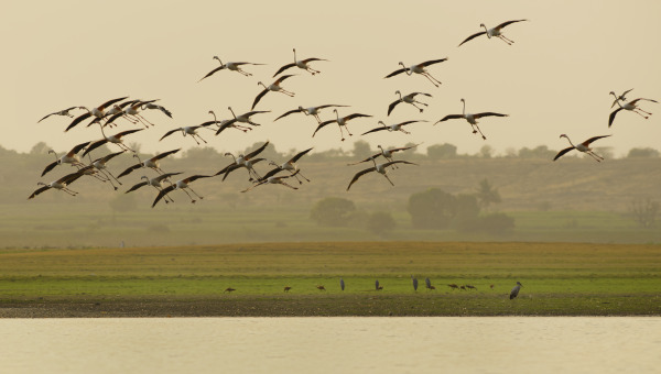 Flamingos (agnipankh)