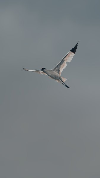 Grey Glide | Bird Wall Decor