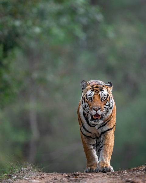 The Long Approach | Tiger Photography