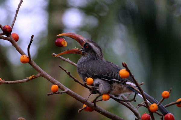 Malabar Grey Hornbill - Breakfast Tim