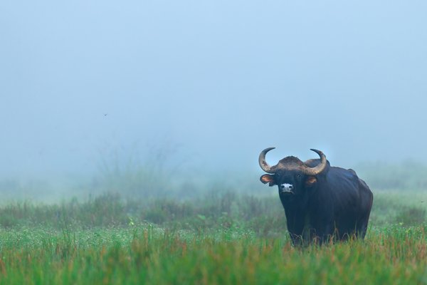 Lone Gaur | Nature Photography Print
