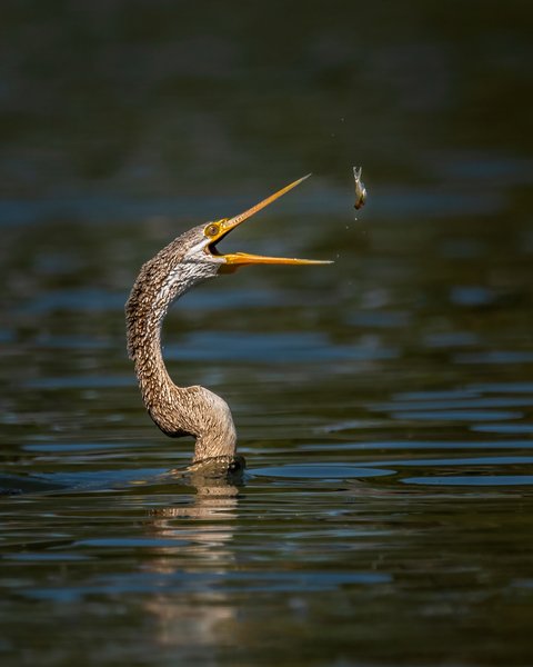The Hunger Game | Wildlife Photography