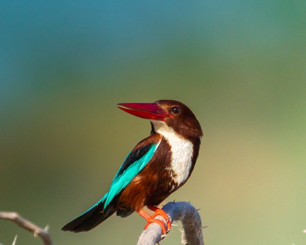 Crimson Beacon | Original Bird Photography
