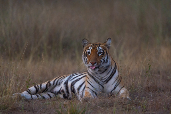 Tigers F2 Queen Of 2026 | Wildlife Photography
