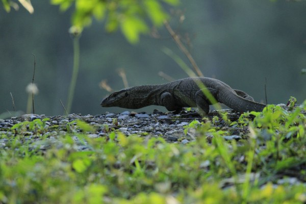Bengal Monitor Lizard