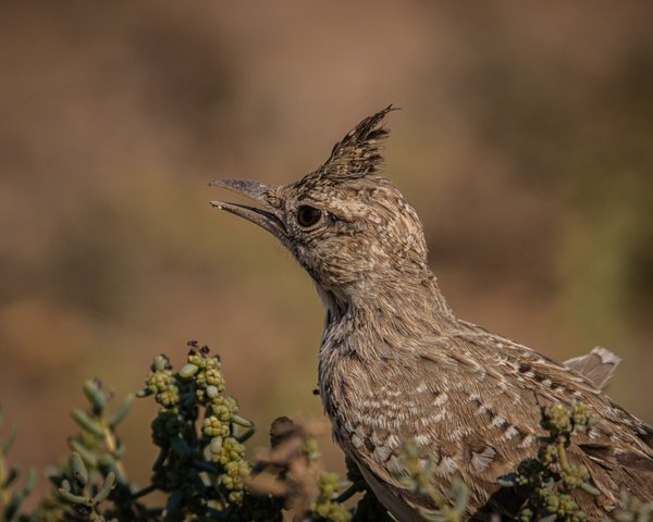 Desert Serenade | Original Bird Photography