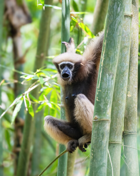 Lar Gibbon