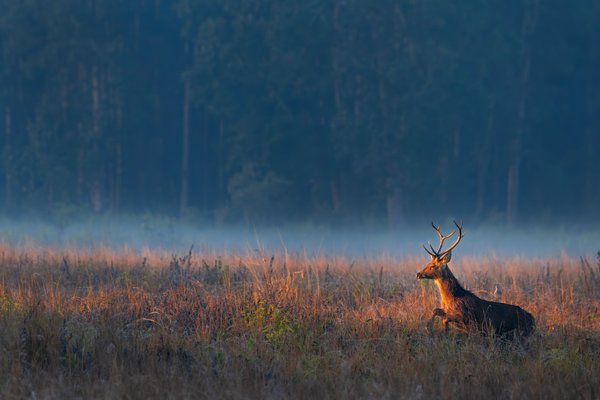 Golden Morning Stag
