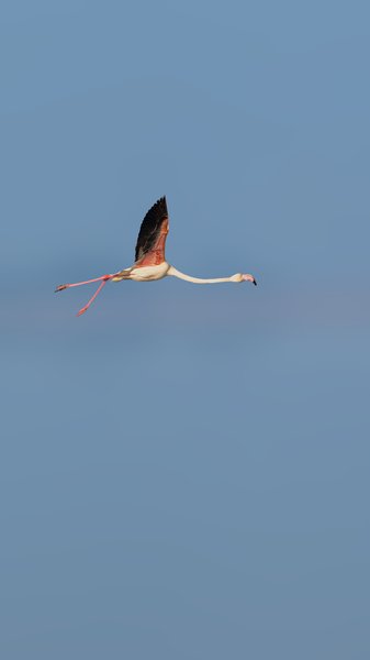 Greater Flamingo In Flight | Bird Photography