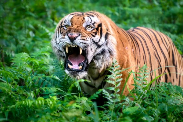 The Roar | Wildlife Home Decor