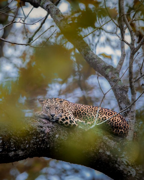 One Lazy Evening At Kabini | Wildlife Photography Print