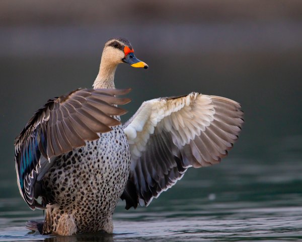 Plumage Flourish | Lake Bird Photography