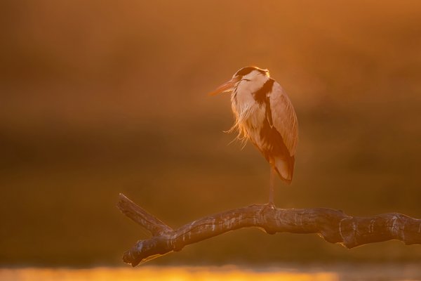 Holi Hangover | Bird Wall Decor