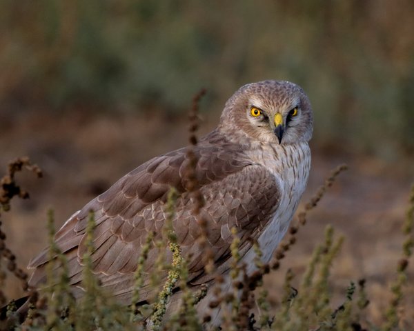 Keen Presence | Original Bird Photography