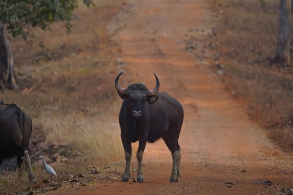 The Guardian Of Tadoba Indian Gaur | Wildlife Photography