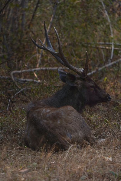 Grace In The Wild | Wildlife Home Decor