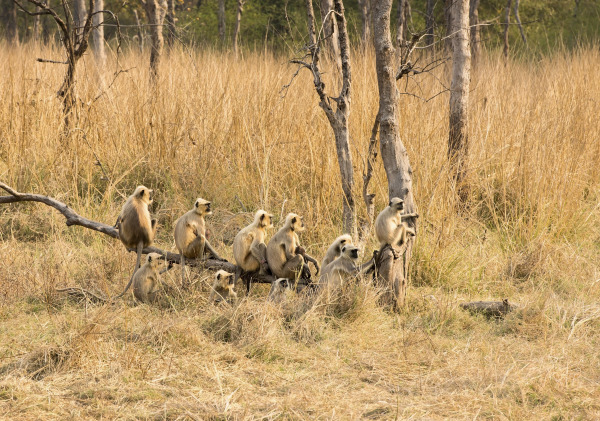 Monkeys In The Wild